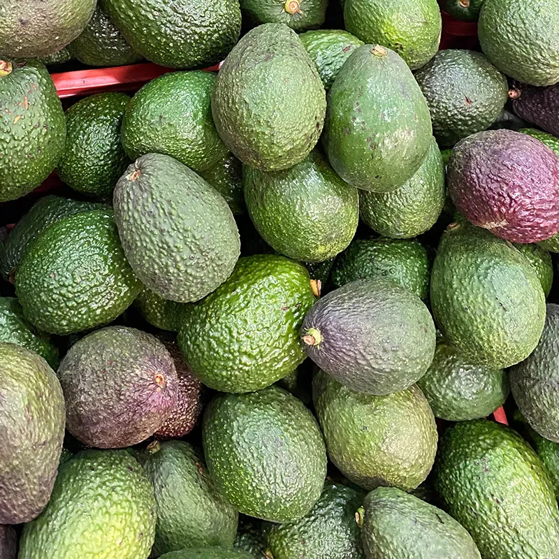 Aguacate-Hass-5 - Copy