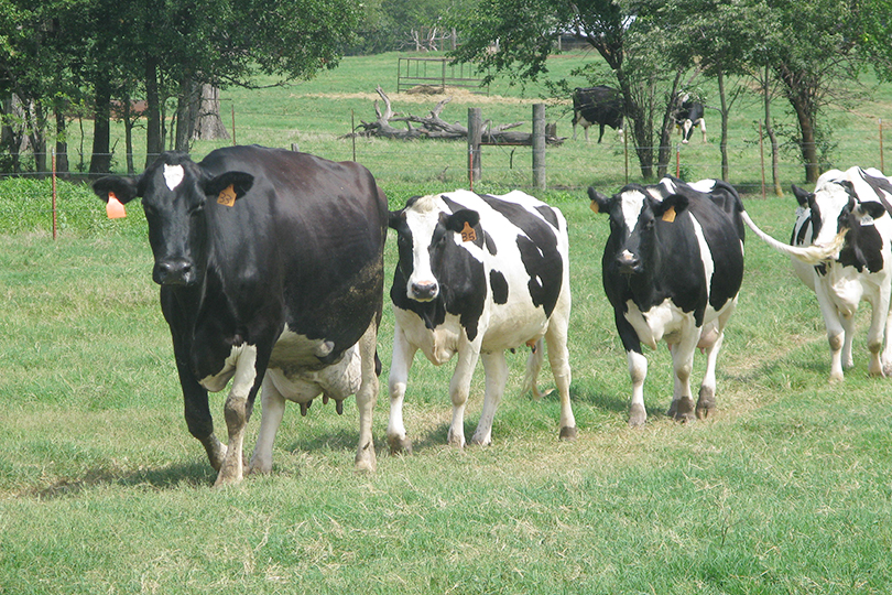 dairycattle